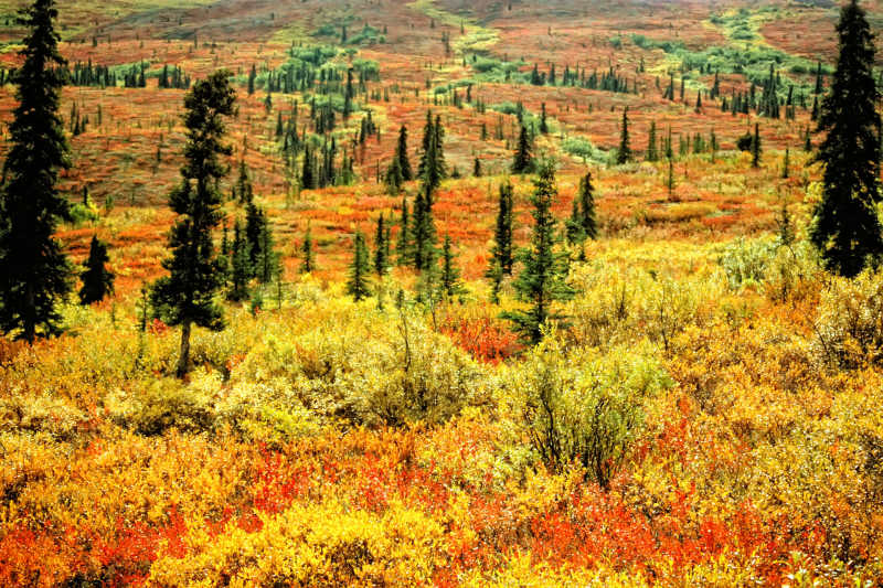 Fall colours on the Denali Hwy, Alaska